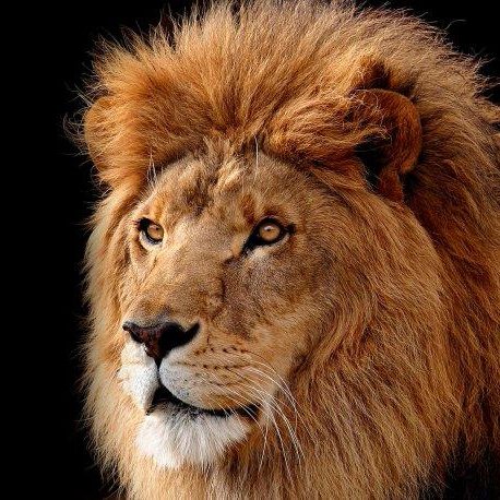 lion_miya's profile picture. 