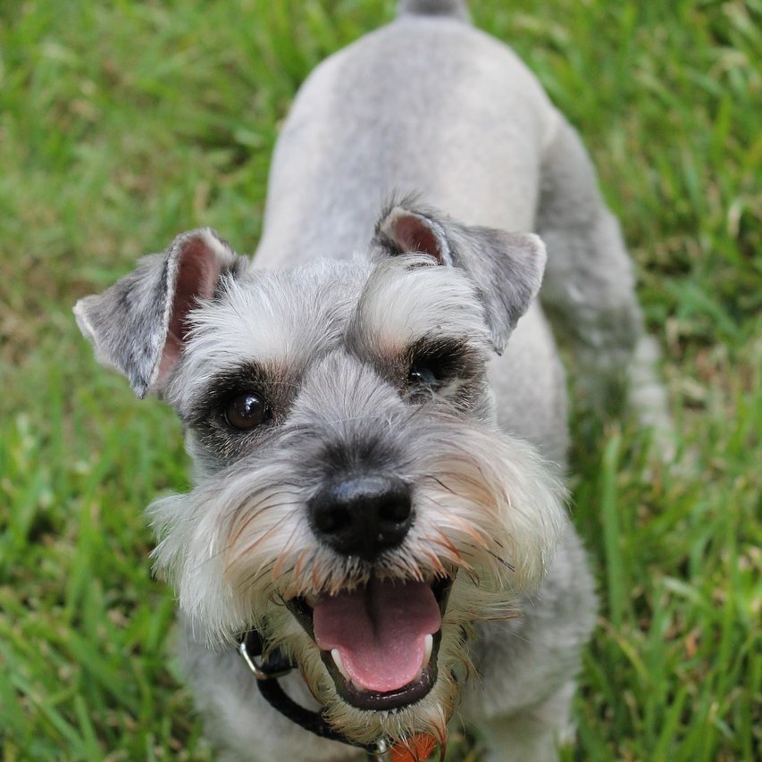 All About Schnauzers