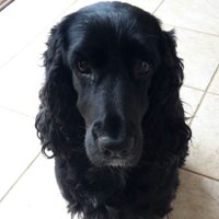 Kelly Shute (@kellyfog79) Twitter profile photo