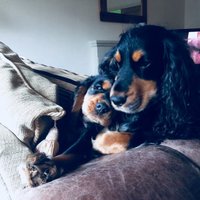 itschels (@chelseadaniell5) 's Twitter Profile