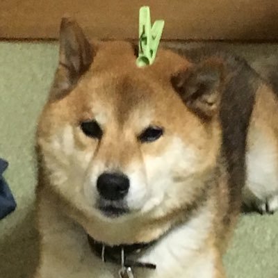 a6kfim3's profile picture. 健太郎くんが好きな私です ツイッターは、うちの、たけるに 丸投げして設定したので、使い方がよくわかっていないしだいです 色々なそそうは、お許しください  ワンちゃんをこよなく愛します