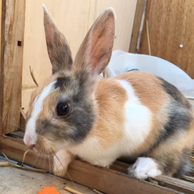 no06iron_nosuke's profile picture. 本当は、競馬とサッカーと日常を呟いていたはずのアカ。モンテディオ山形推し。田舎住みの消防団員(ラッパ)。産廃・土壌周りの法律・分析は少し知ってる。趣味で果樹を栽培したりしてます。新米ハンター。罠専門。猟友会に加入済み。