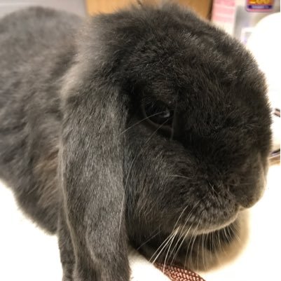 ♯コンパス用Twitter! 屋根裏の猫族のギルドマスターやってます! アニメ、スポーツ鑑賞も好きなので気が合う方いっぱいお話ししましょ!