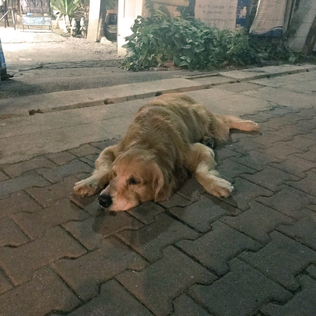 Queenweddinghz's profile picture. 