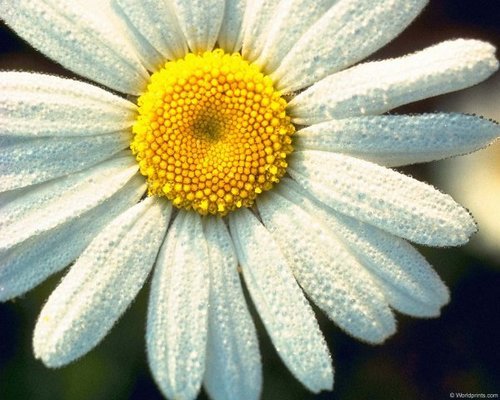 kovarom's profile picture. Vivere militare est