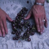 franciscoalgarin (@pistachotostado) 's Twitter Profile Photo