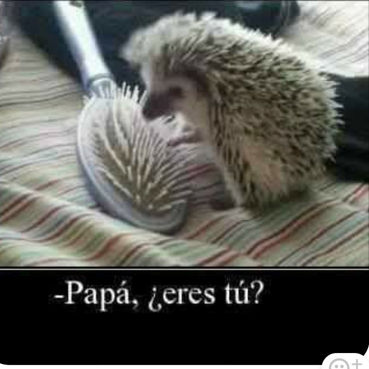 GobinSjooman's profile picture. 