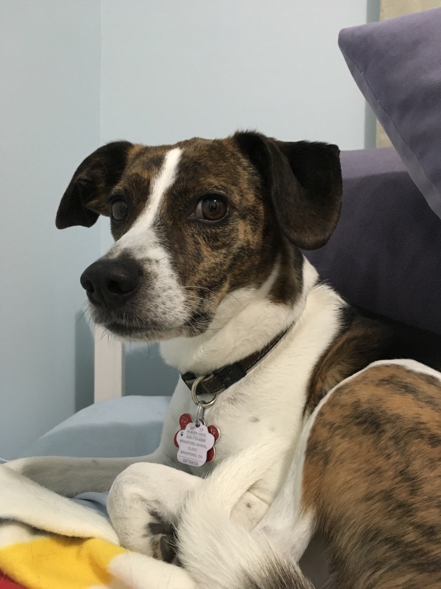 cadetsimon1's profile picture. George Michael Fan,animal lover🇨🇦💚🏒🥅