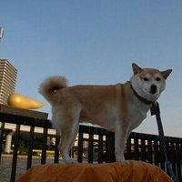 プリンスくん (@nationalunive) 's Twitter Profile