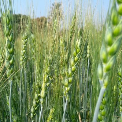 Chetan25345285's profile picture. NGOs and Social Good