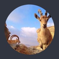 محمد التميمي (@mohmdrashed) 's Twitter Profile