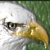 Eagle 🇺🇦💪 (@livelikeeagle) Twitter profile photo Eagle 🇺🇦💪 (@livelikeeagle) Twitter profile photo
