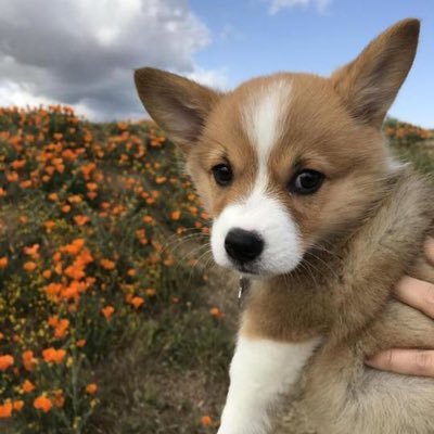 corgisaremylyfe's profile picture. 