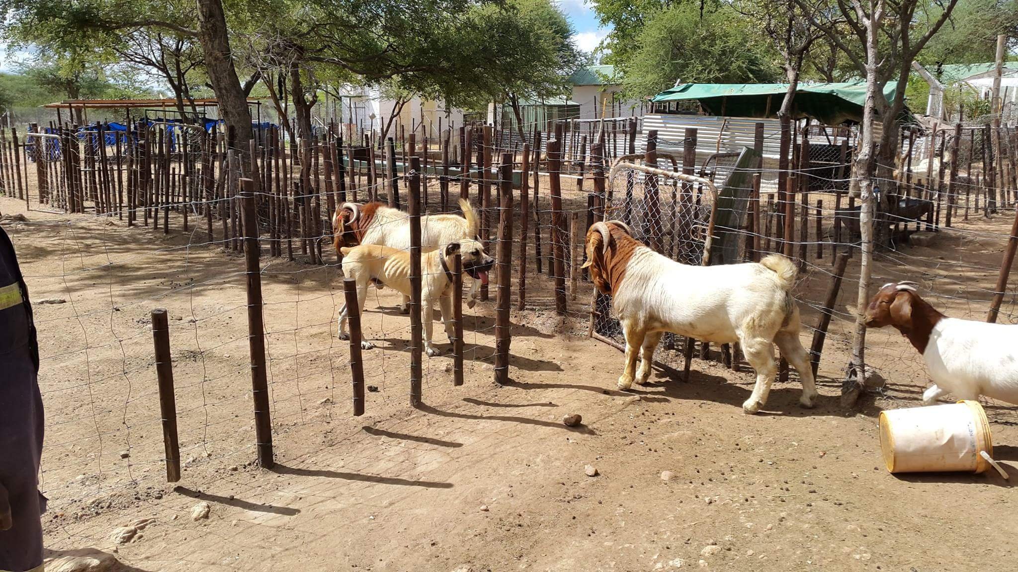 Serurubele Boergoats Botswana