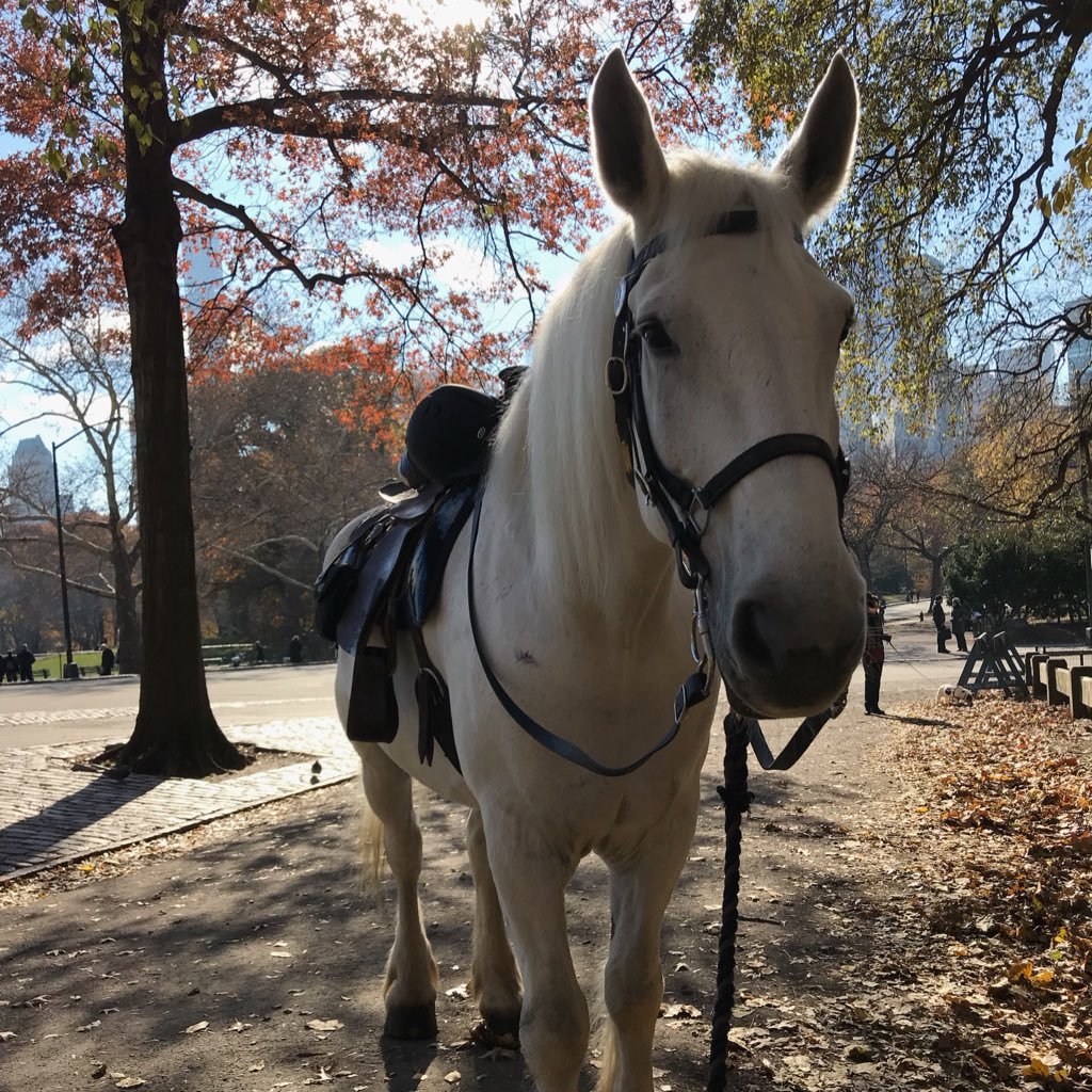 Book your NYC horseback Trail Ride in Central Park with us! https://t.co/s7F5WXleVp