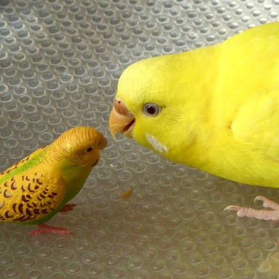 セキセイインコ(甲斐)とウロコインコ(右近)と暮らしてます(о´∀`о)

自分の出来る事をもっと増やしていけたらいーなーと思う今日この頃。

無言フォローお許しください(*-ω人)