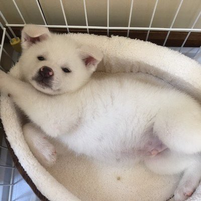 秋田犬 こてつ Akitainu Kotetu Twitter