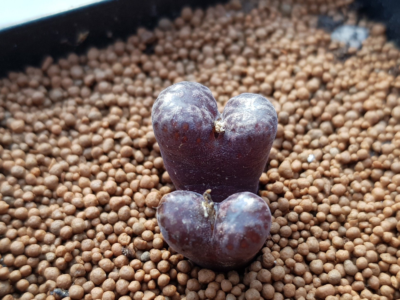 ilove4577's profile picture. 다육식물 농장 운영하고있습니다.