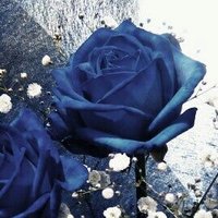 uine (@core_gv115) 's Twitter Profile