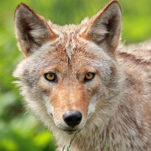 We provide information to DC residents about our coyote neighbors, and conduct research to better understand both the coyotes and human-coyote interactions.
