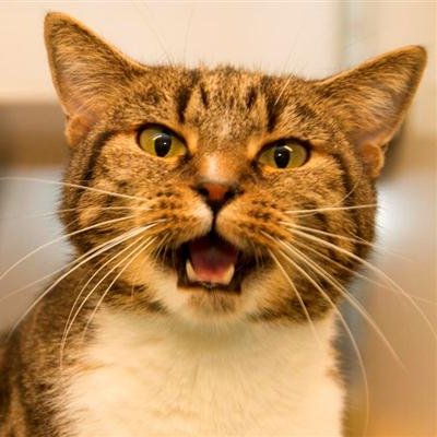 simone_testing's profile picture. I'm an Amsterdamer cat