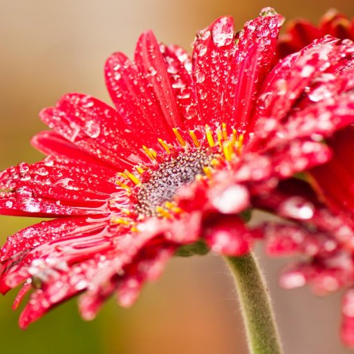 In a field of wildflowers. Political & cultural small-l libertarian. Classical liberal. I design stuff. I write. I run. I kick ass. Adult human female.