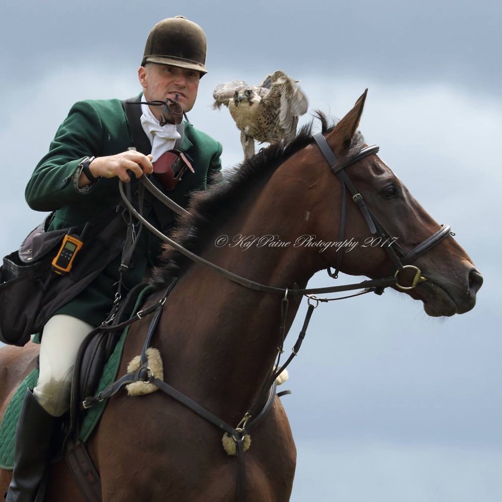 Recycled Racehorse Falconry Team, the recycling of racehorses to Falconry ponies at Dartmoor Hawking