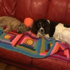 Mum to 2 dogs : Border Terrier with attitude, daft as a brush Sproodle RIP Izzy IWH & Meg ESS🌈