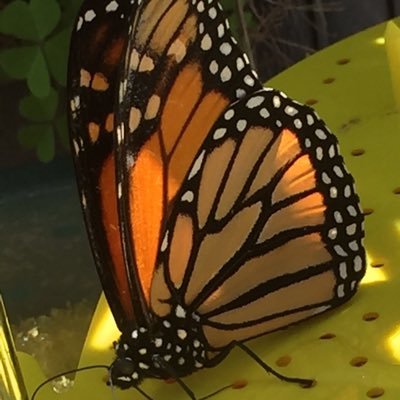 Love my family and my garden. I have a butterfly way station in my yard. I spend my time taking pictures and cooking. I am a Rotarian and an executive coach.