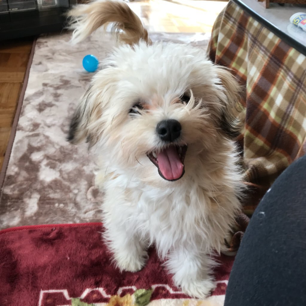 chn38's profile picture. 💂🇬🇧