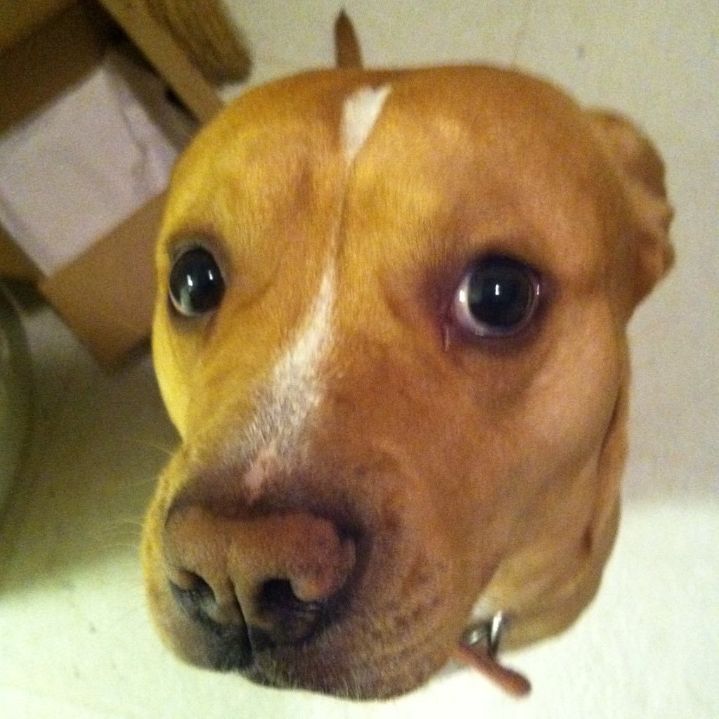 XRPCryptoHound's profile picture. Crypto enthusiast , Looking for real positivity in life , Building a positive family together. XRP treats are the best