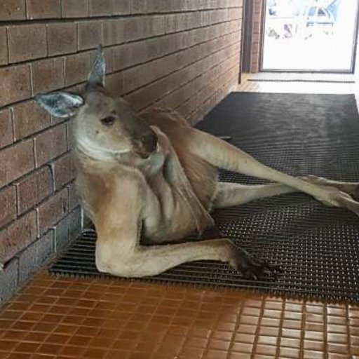 schnozzmahal's profile picture. 