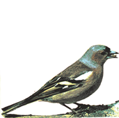 Grafische vormgever