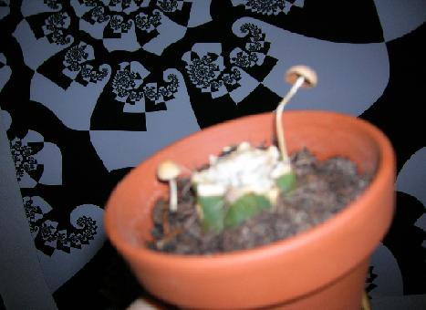 Chemist and mycologist. Intrests: Mankind, molecules, mushrooms