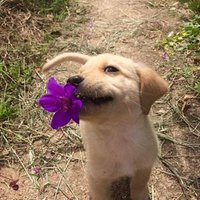 Snifferdog(@Snifferdog4) 's Twitter Profile Photo