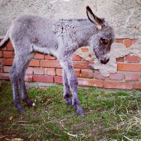 Maurice (Taylor's Version) (@donkeys_mh) 's Twitter Profile