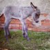 Maurice (Taylor's Version) (@donkeys_mh) Twitter profile photo Maurice (Taylor's Version) (@donkeys_mh) Twitter profile photo