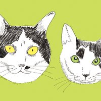 は(6v6)にゃ (@35351010cat) 's Twitter Profile Photo は(6v6)にゃ (@35351010cat) 's Twitter Profile Photo
