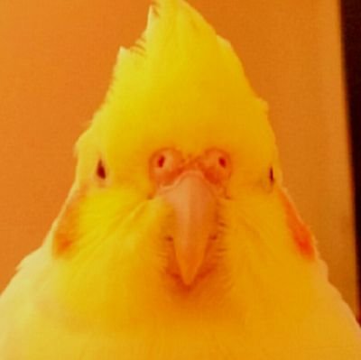 putchinpuu's profile picture. 鶏皮かぶった霊長類。