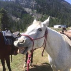 HorseWorks Wyoming