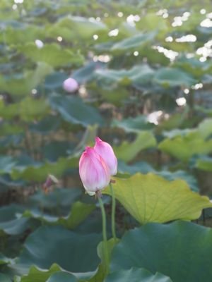 cody01841369's profile picture. follow me to get the biggest discounts and shopping more fun meanwhile saving more money  
#discounts #codes #deals #promotions #shopping