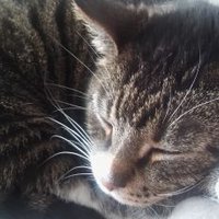 Elon Mlask 🇵🇱🇪🇺 (@mlask_elon) 's Twitter Profile