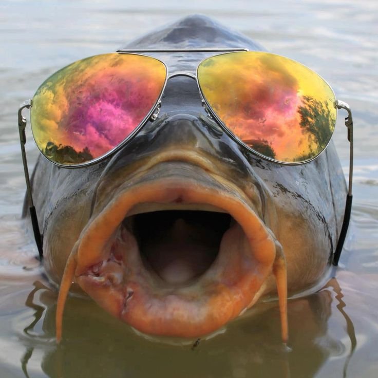 siezemycarpe's profile picture. Using no way as way, using no limitation as limitation. - Bruce Lee