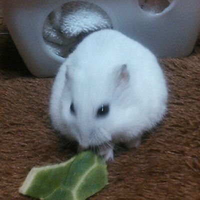 Sankaku_Kansuu's profile picture. I love tennis.
I support tennis player.