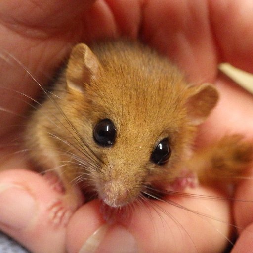 Retired. Main interests: Bats, Hazel Dormouse, Birds, Marine life of all sorts, especially Rockpools and generally all wildlife. Volunteer lots!