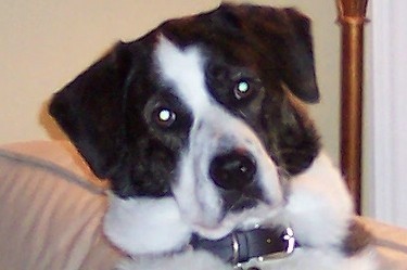 alphadogpet's profile picture. 