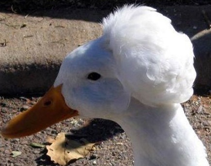 jimmynimo's profile picture. 