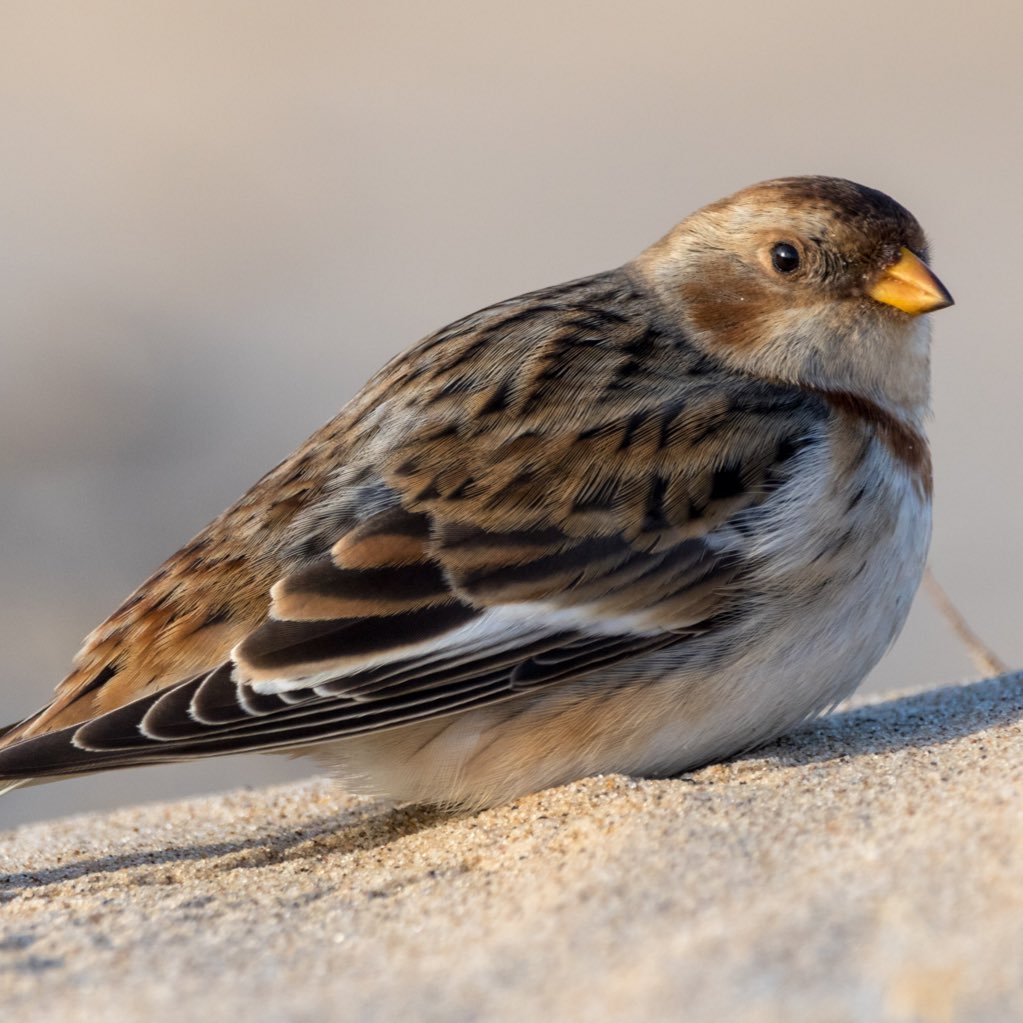 Birding antics of Ross (birding since 2017, best find Eyebrowed Thrush Nov 2016 UK Life List 255) and Lea (birding since 2023, UK Life List 187)