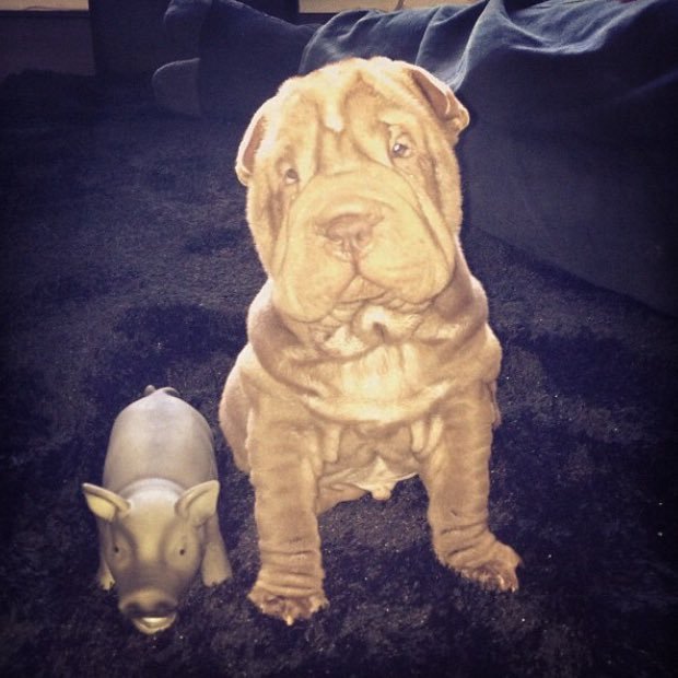 andreabrown111's profile picture. was Osbaldestin