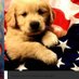 Diane Mattos (@dianem1122) Twitter profile photo Diane Mattos (@dianem1122) Twitter profile photo